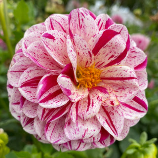 Dahlia ‘Mission Jazzy’