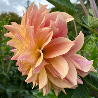 Dahlia ‘Papageno’
