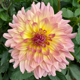 Dahlia ‘Papageno’