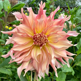 Dahlia ‘Penhill Watermelon’