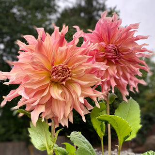 Dahlia ‘Penhill Watermelon’