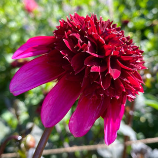 Dahlia ‘Poodle Skirt’
