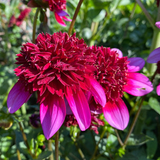 Dahlia ‘Poodle Skirt’