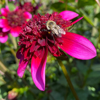 Dahlia ‘Poodle Skirt’