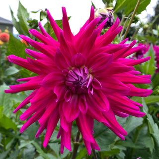 Dahlia ‘Raspberry Royale’