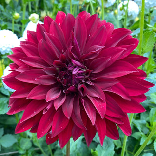 Dahlia ‘Rip City’