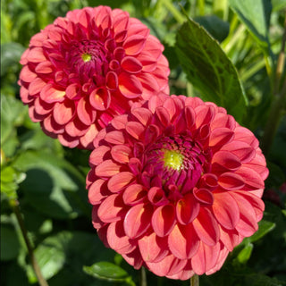 Dahlia ‘Ferncliff Rusty’
