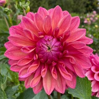 Dahlia ‘Scaur Swinton’