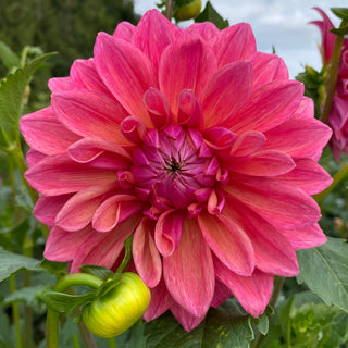 Dahlia ‘Scaur Swinton’