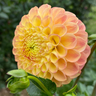 Dahlia ‘Snoho Doris’