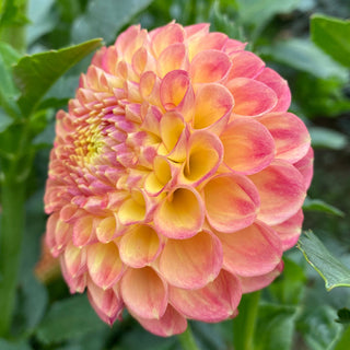 Dahlia ‘Snoho Doris’