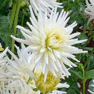 Dahlia ‘Snow Princess’