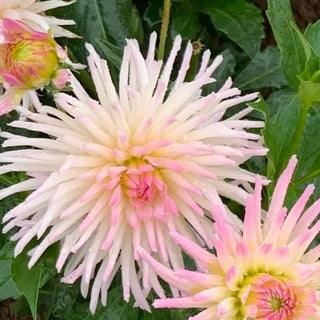Dahlia ‘Stars Lady’