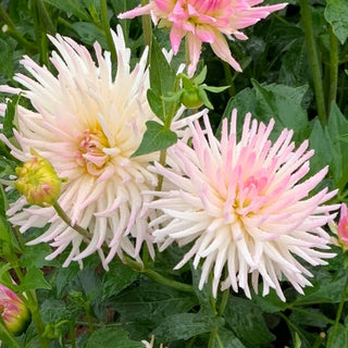 Dahlia ‘Stars Lady’