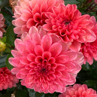 Dahlia ‘Terracotta’