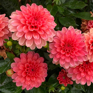 Dahlia ‘Terracotta’