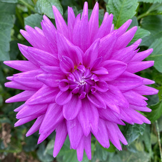 Dahlia ‘Worton Blue Streak’