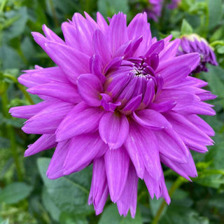 Dahlia ‘Worton Blue Streak’