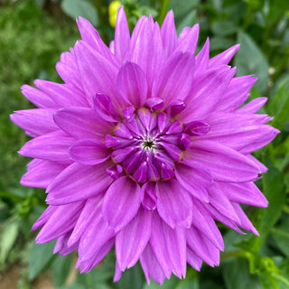 Dahlia ‘Worton Blue Streak’