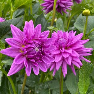 Dahlia ‘Worton Blue Streak’