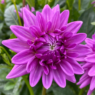 Dahlia ‘Worton Blue Streak’