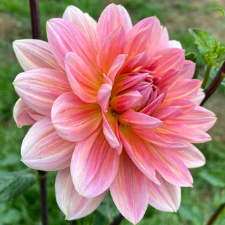 Dahlia ‘Yvonne’