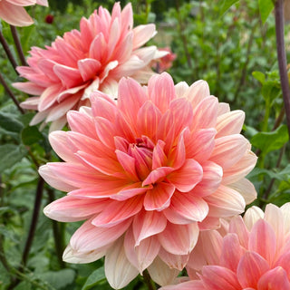 Dahlia ‘Yvonne’