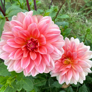 Dahlia ‘Yvonne’