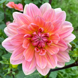 Dahlia ‘Yvonne’