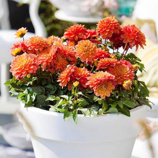 Dahlia ‘Pablo’