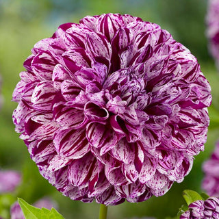 Dahlia ‘Marble Ball’