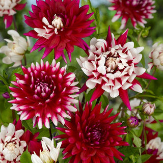 Dahlia ‘Rebecca’s World’