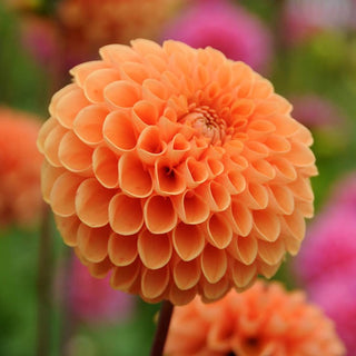 Dahlia ‘Sylvia’