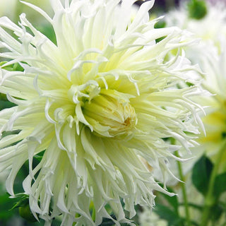 Dahlia ‘Tsuki-Yori’