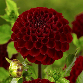 Dahlia ‘Viking’