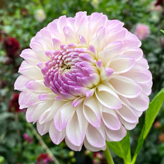 Dahlia ‘Snoho Sonia’