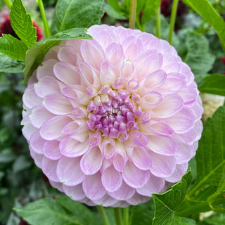 Dahlia ‘Snoho Sonia’