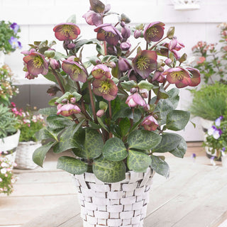 Hellebore 'Dana's Dulcet'