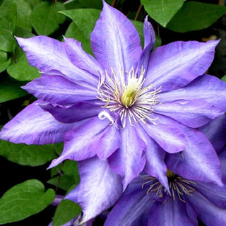 Clematis ‘Daniel Deronda’