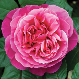 Rose ‘Dee-Lish’