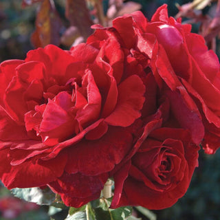 Rose ‘Don Juan’