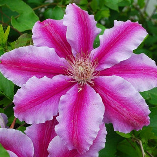 Clematis ‘Dr. Ruppel’