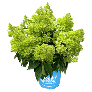 Hydrangea paniculata 'Dragon Baby'