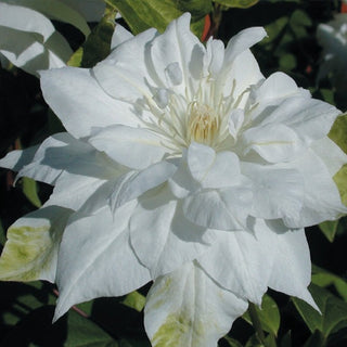 Clematis ‘Duchess of Edinburgh’