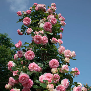 Rose ‘Eden Climber’