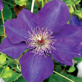 Clematis ‘Edo Murasaki’