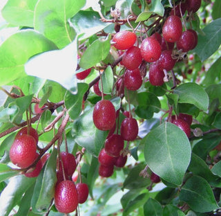 Goumi Berry - Elaeagnus multiflora 'Sweet Scarlet'