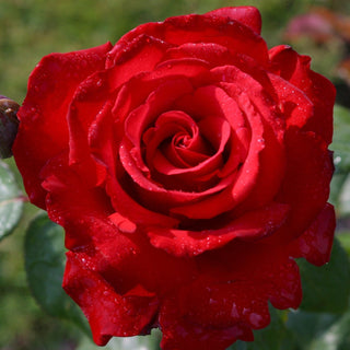 Rose ‘Eleganza Grande Amore’