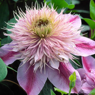 Clematis ‘Empress’