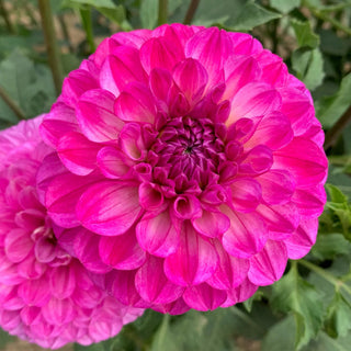 Dahlia Ferncliff Mist